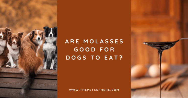 Are Molasses Good for Dogs to Eat_