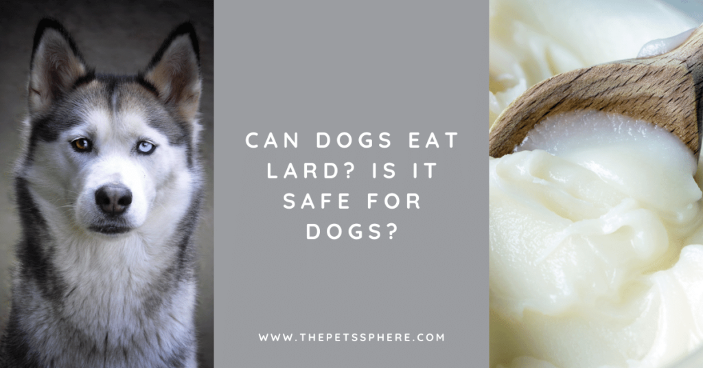 Can Dogs Eat Lard_ Is It Safe For Dogs_