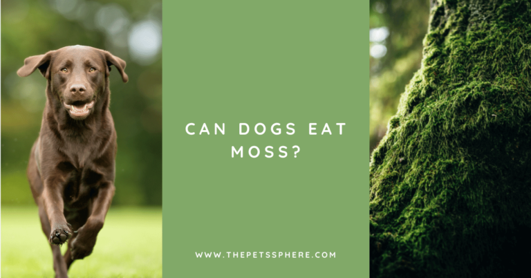 Can Dogs Eat Moss