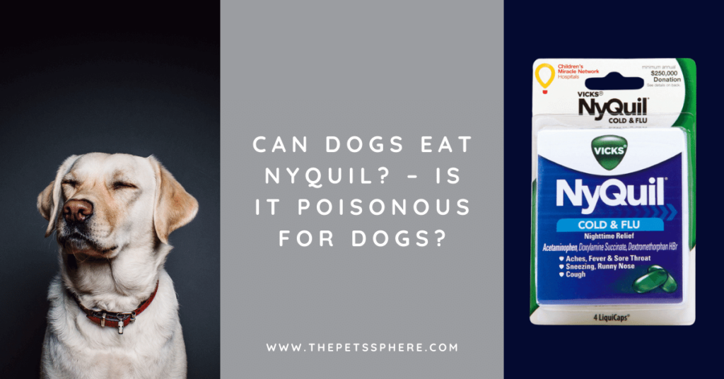 Can Dogs Eat Nyquil_ – Is It Poisonous for Dogs_