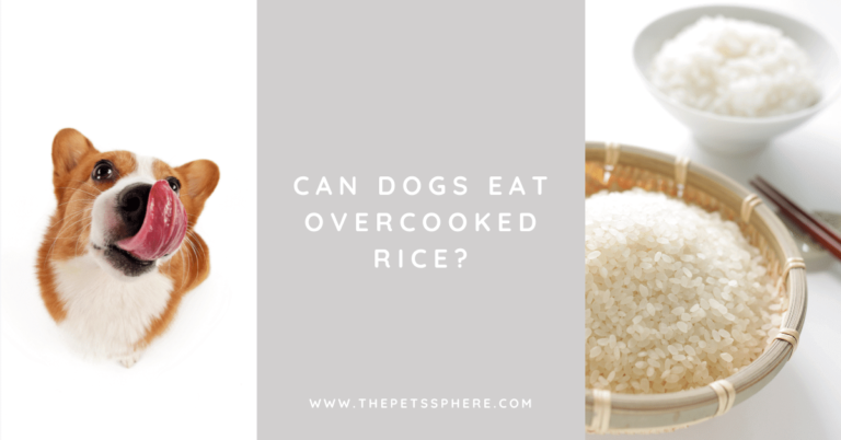 Can Dogs Eat Overcooked Rice