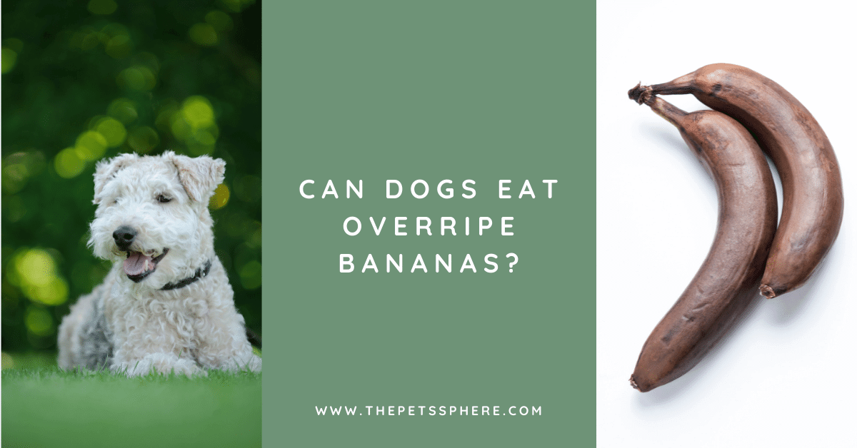Can Dogs Eat Overripe Bananas? The Pet's Sphere