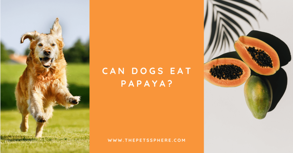 Can Dogs Eat Papaya