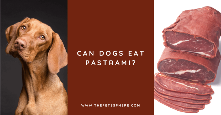 Can Dogs Eat Pastrami