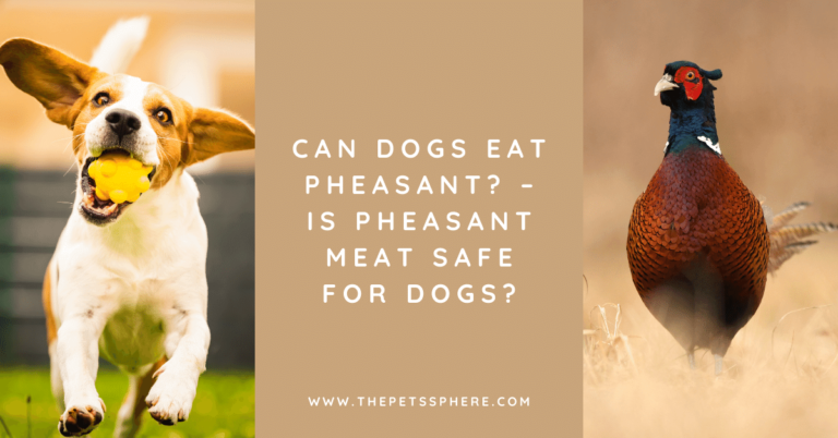 Can Dogs Eat Pheasant_ – Is Pheasant Meat Safe for Dogs_