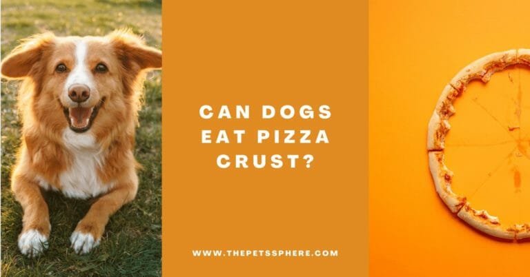 Can Dogs Eat Pizza Crust