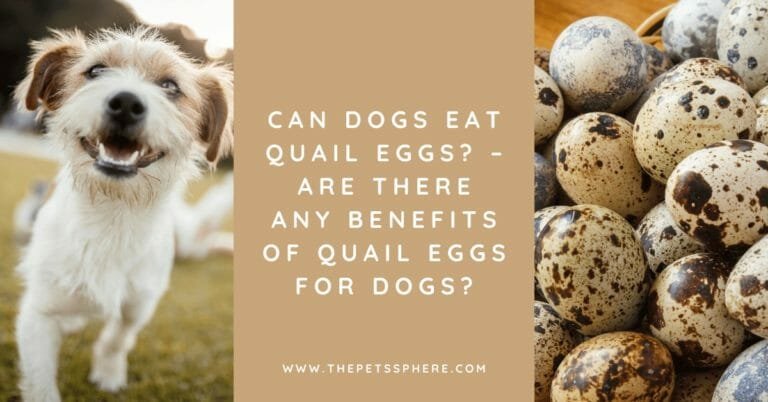 Can Dogs Eat Quail Eggs_ – Are There Any Benefits of Quail Eggs for Dogs_