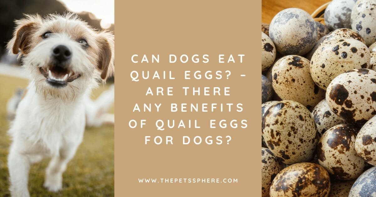 Can Dogs Eat Quail Eggs? | The Pet's Sphere