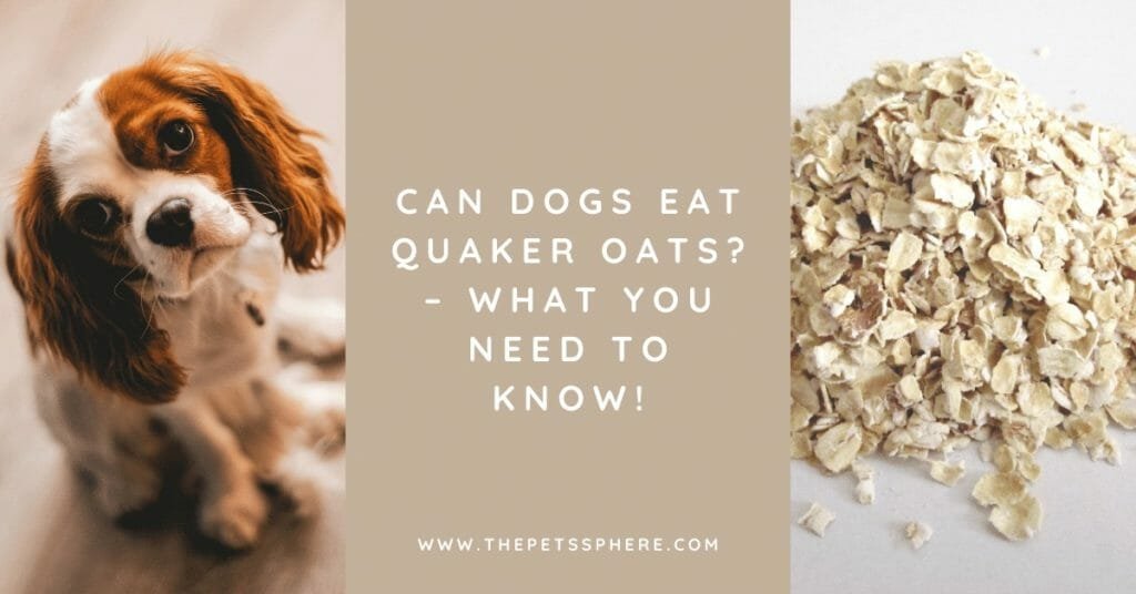 Can Dogs Eat Quaker Oats_ – What You Need to Know!