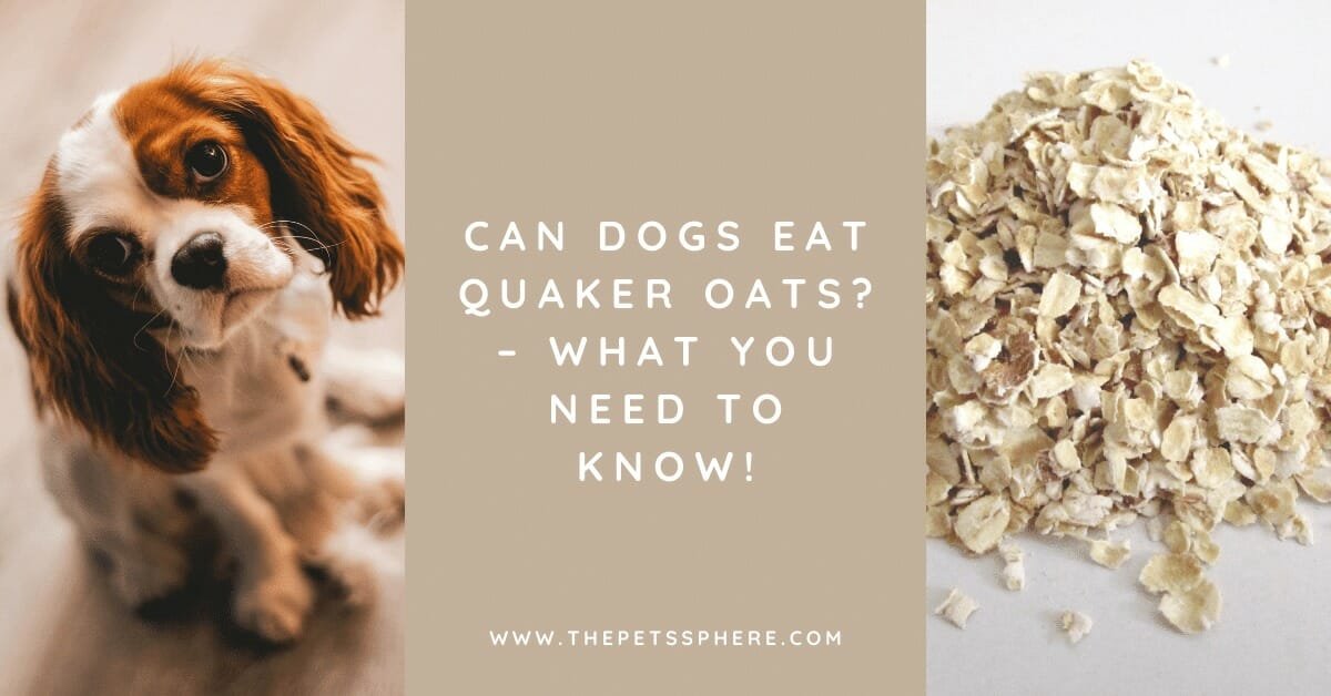 Can Dogs Eat Quaker Oats? What You Need to Know! The Pet's Sphere