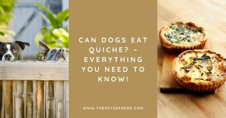 Can Dogs Eat Quiche_ – Everything You Need to Know!