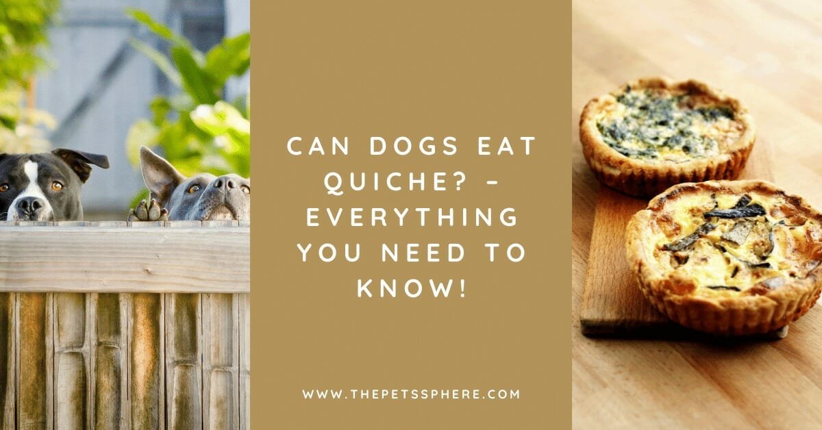 Can Dogs Eat Quiche? Everything You Need to Know! The Pet's Sphere