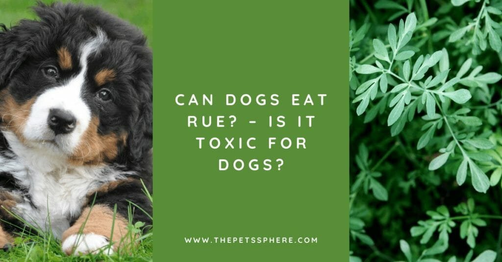 Can Dogs Eat Rue_ – Is It Toxic for Dogs_