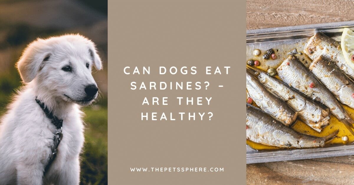 Can Dogs Eat Sardines? Are They Healthy? The Pet's Sphere