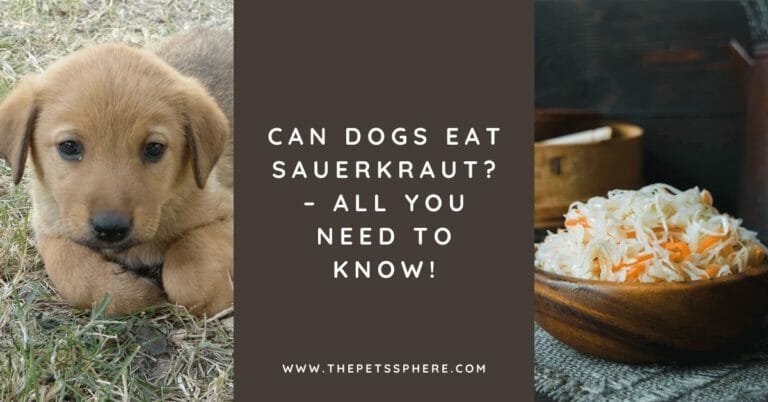 Can Dogs Eat Sauerkraut_ – All You Need to Know!