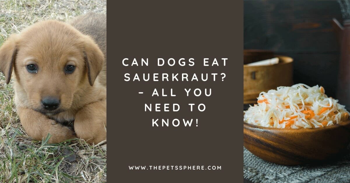 Can Dogs Eat Sauerkraut? All You Need to Know! The Pet