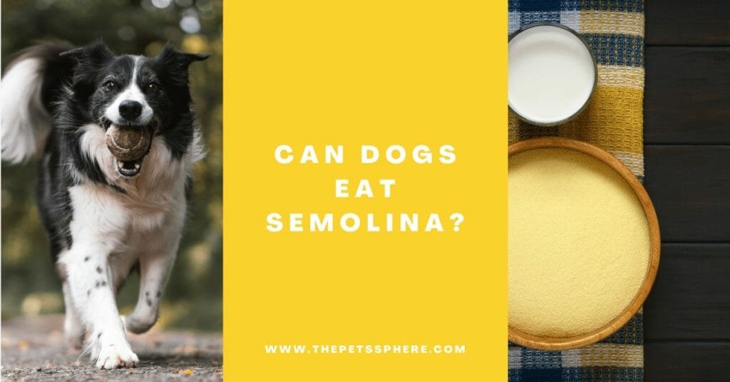 Can Dogs Eat Semolina