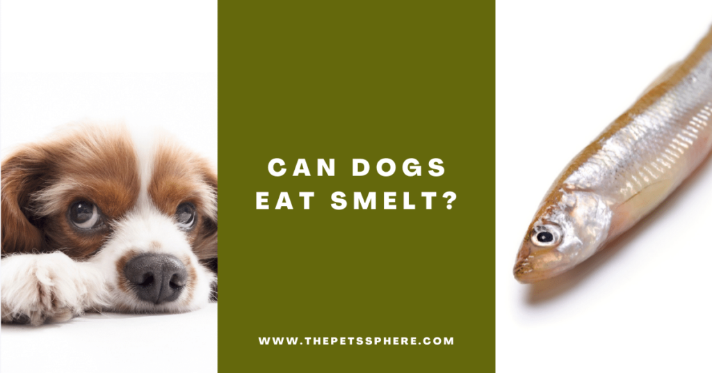 Can Dogs Eat Smelt