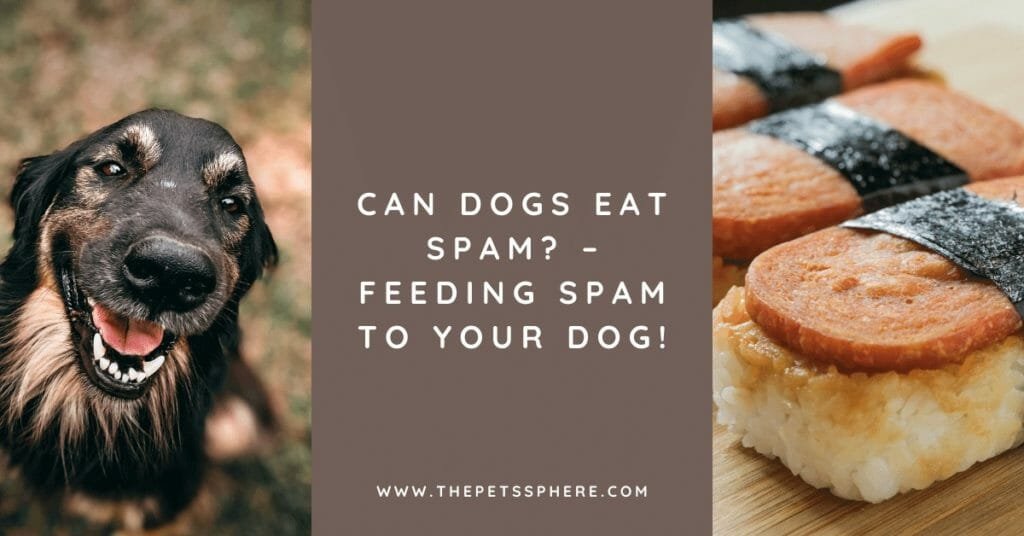 Can Dogs Eat Spam_ – Feeding Spam to Your Dog!