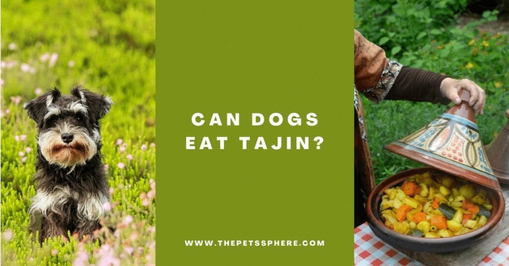 Can Dogs Eat Tajin