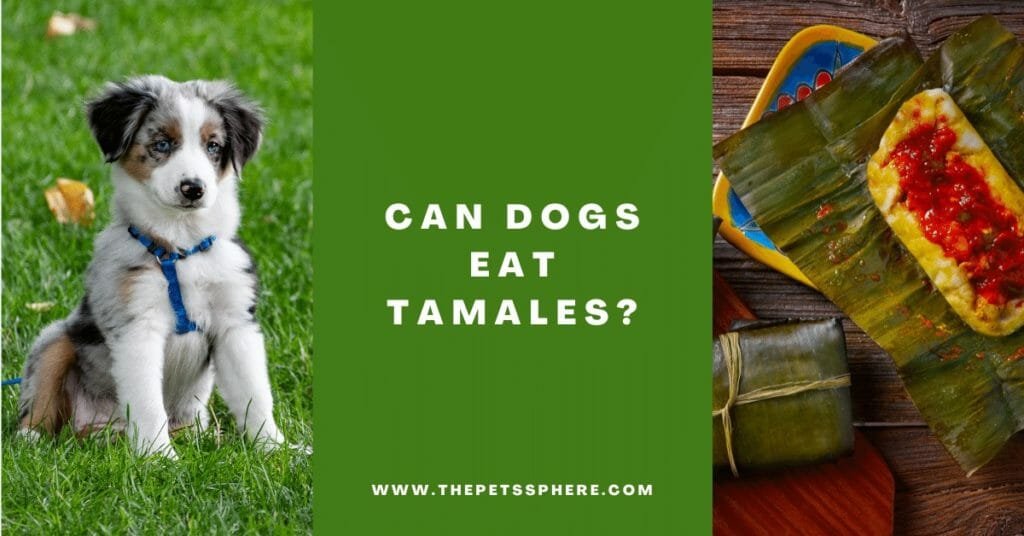 Can Dogs Eat Tamales