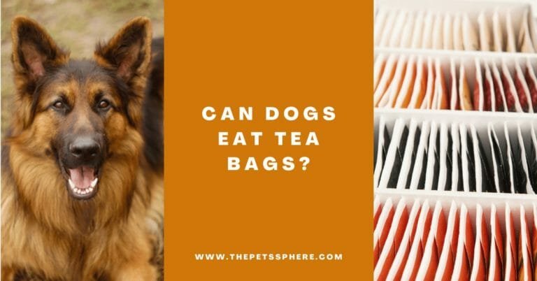Can Dogs Eat Tea Bags