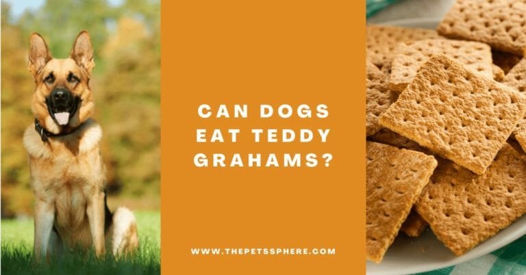 Can Dogs Eat Teddy Grahams