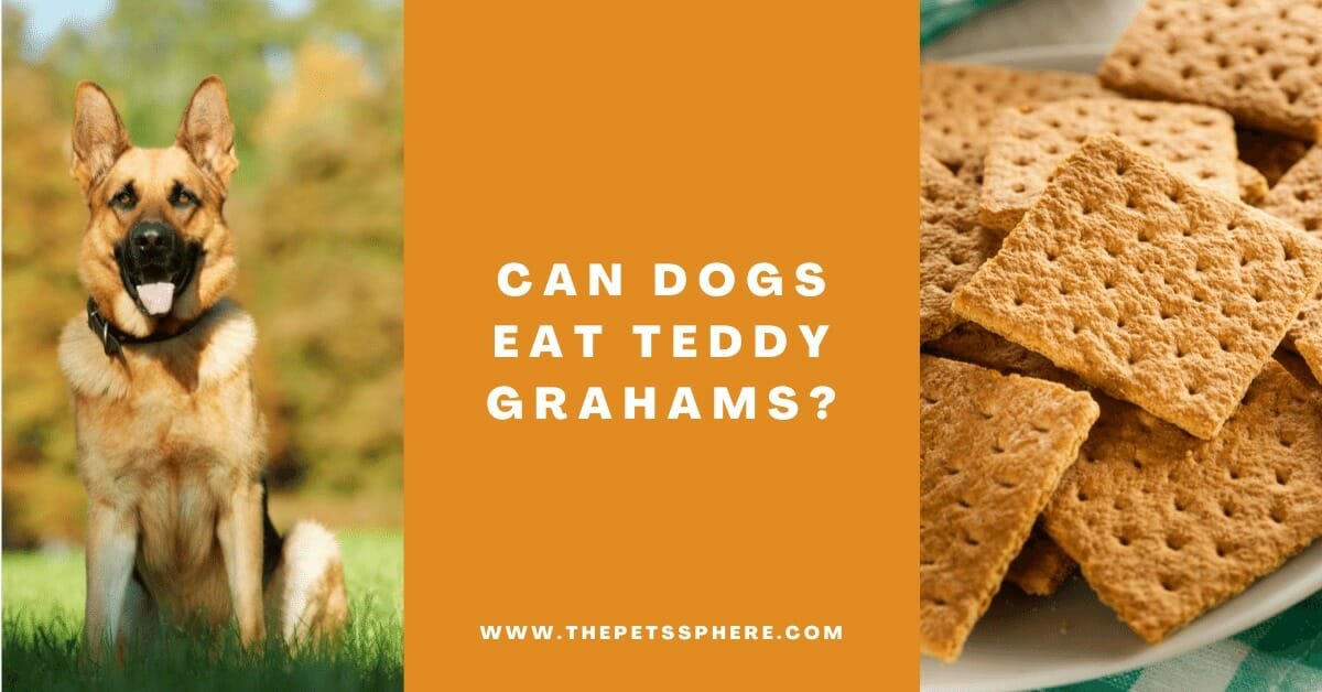 can-dogs-eat-teddy-grahams-the-pet-s-sphere