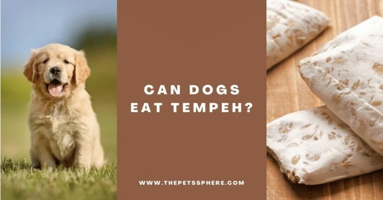 Can Dogs Eat Tempeh