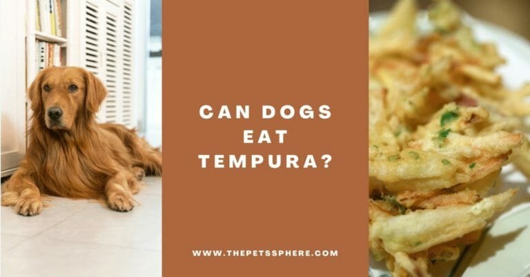 Can Dogs Eat Tempura