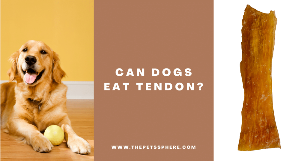 Can Dogs Eat Tendon