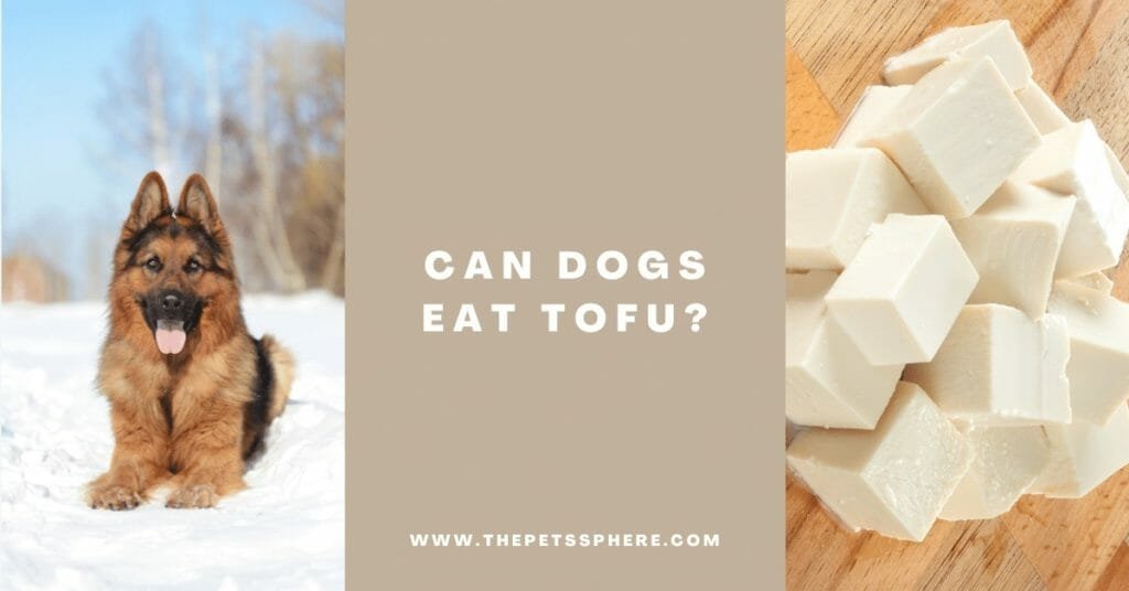 Can Dogs Eat Tofu