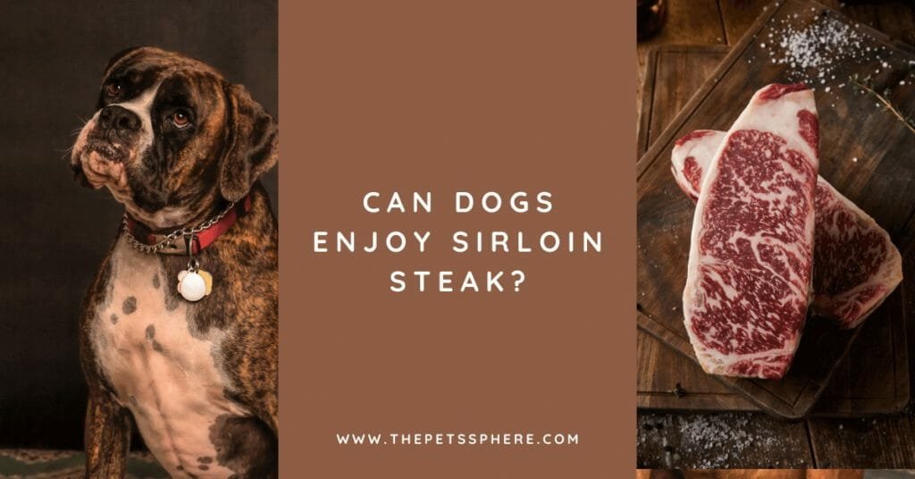 Can Dogs Enjoy Sirloin Steak_