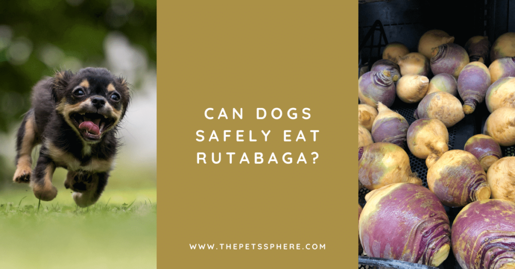 Can Dogs Safely Eat Rutabaga_