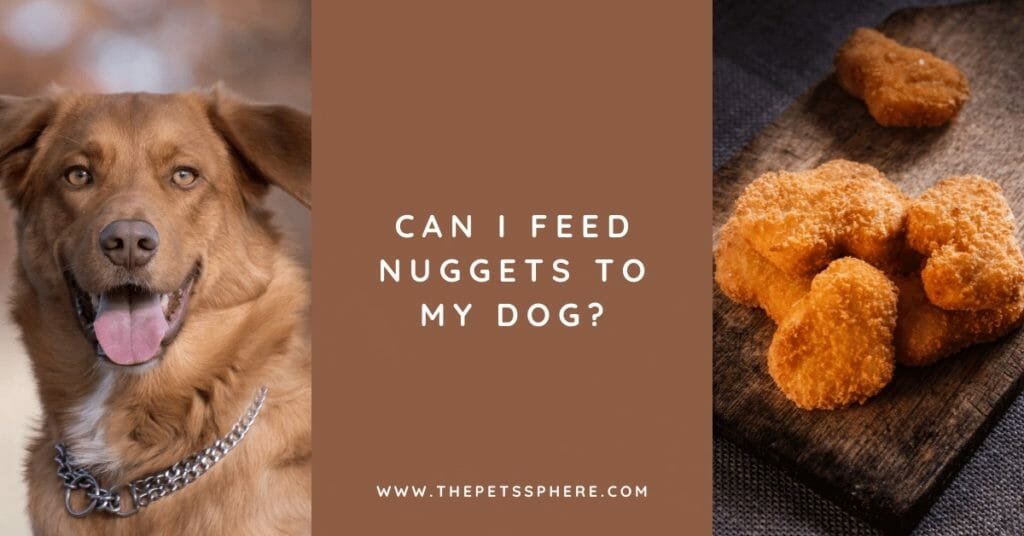 Can I Feed Nuggets to My Dog_