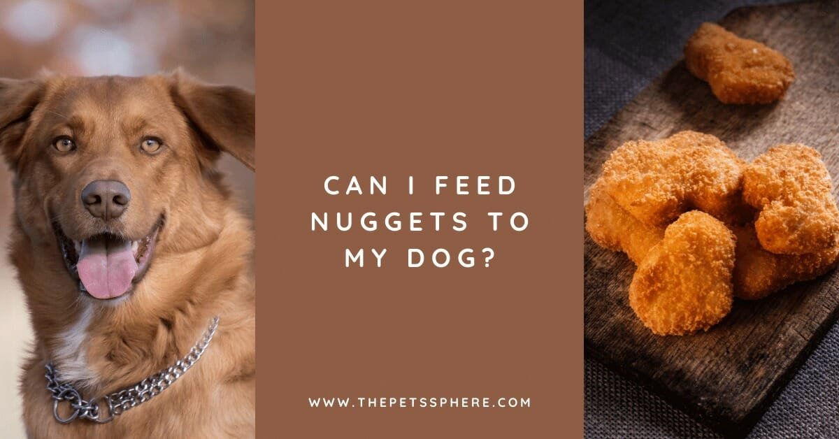 Can I Feed Nuggets to My Dog? The Pet's Sphere