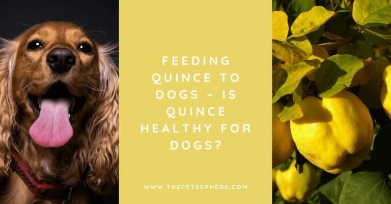 Feeding Quince to Dogs – Is Quince Healthy for Dogs_