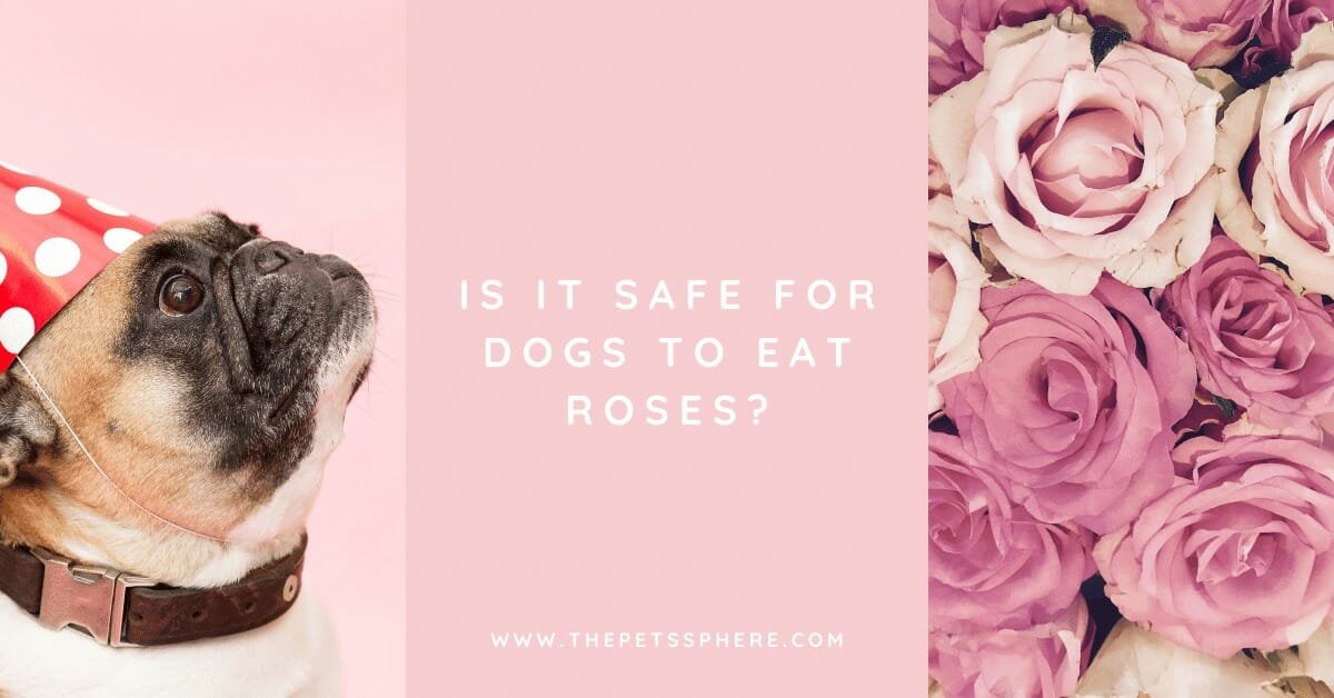 Is It Safe for Dogs to Eat Roses? The Pet's Sphere