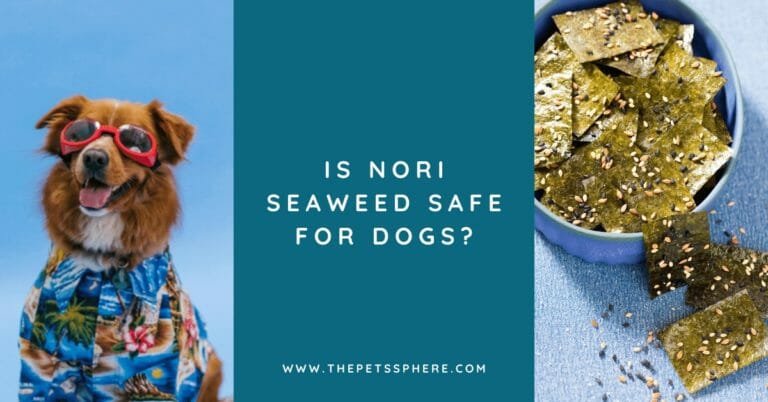 Is Nori Seaweed Safe for Dogs_