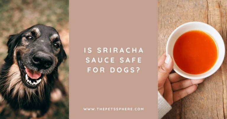 Is Sriracha Sauce Safe for Dogs_