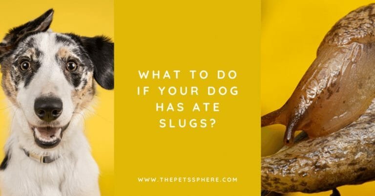 What to do If Your Dog Has Ate Slugs_