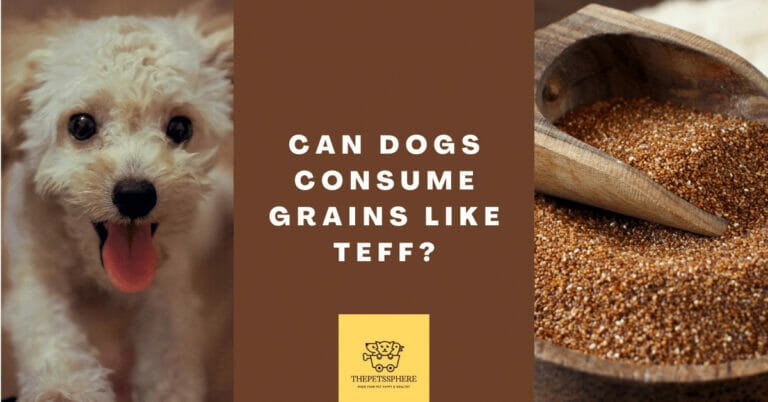 Can Dogs Consume Grains Like Teff