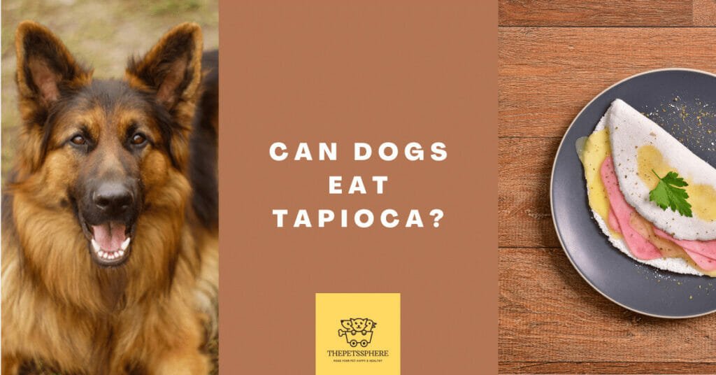 Can Dogs Eat Tapioca