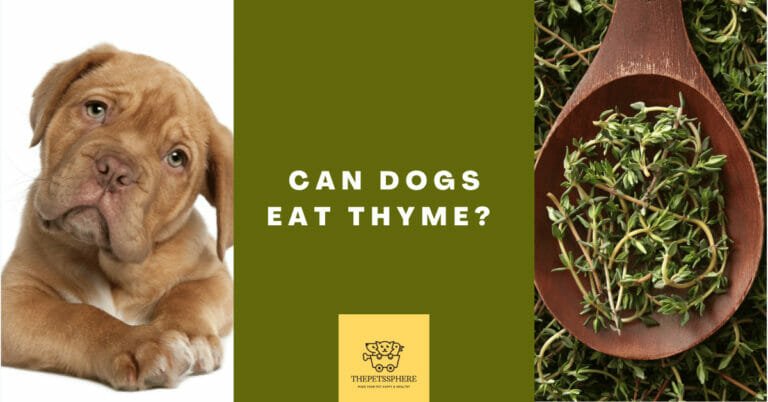 Can Dogs Eat Thyme