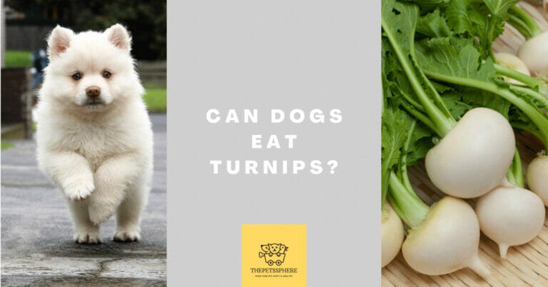 Can Dogs Eat Turnips