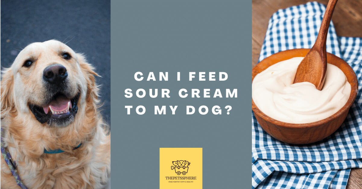 Can I Feed Sour Cream to My Dog? The Pet's Sphere
