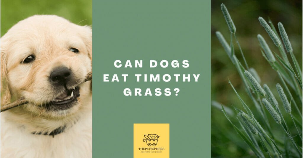 Can dogs eat timothy grass