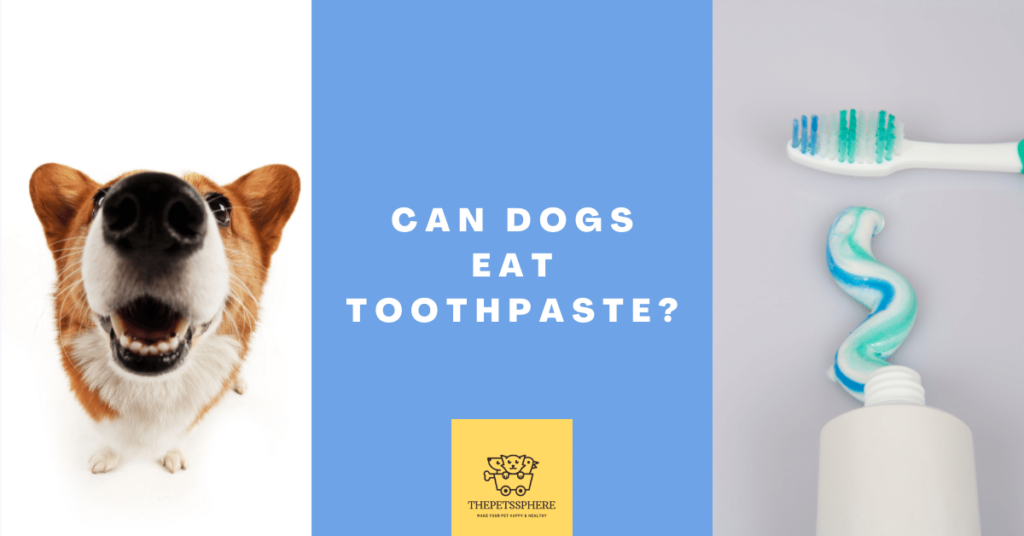 can dogs eat toothpaste - Featured Image