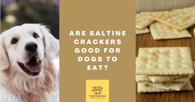 Are Saltine Crackers Good for Dogs to Eat