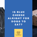 Is Blue Cheese Alright for Dogs to Eat